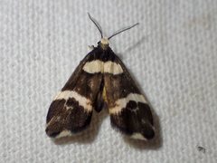 Thallarcha phalarota