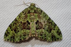 Austrocidaria erasta