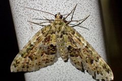 Austrocidaria erasta