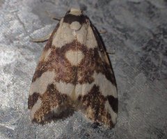 Thallarcha staurocola