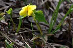 Viola uniflora