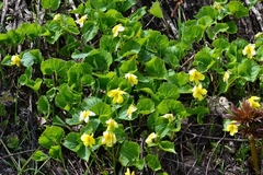 Viola uniflora