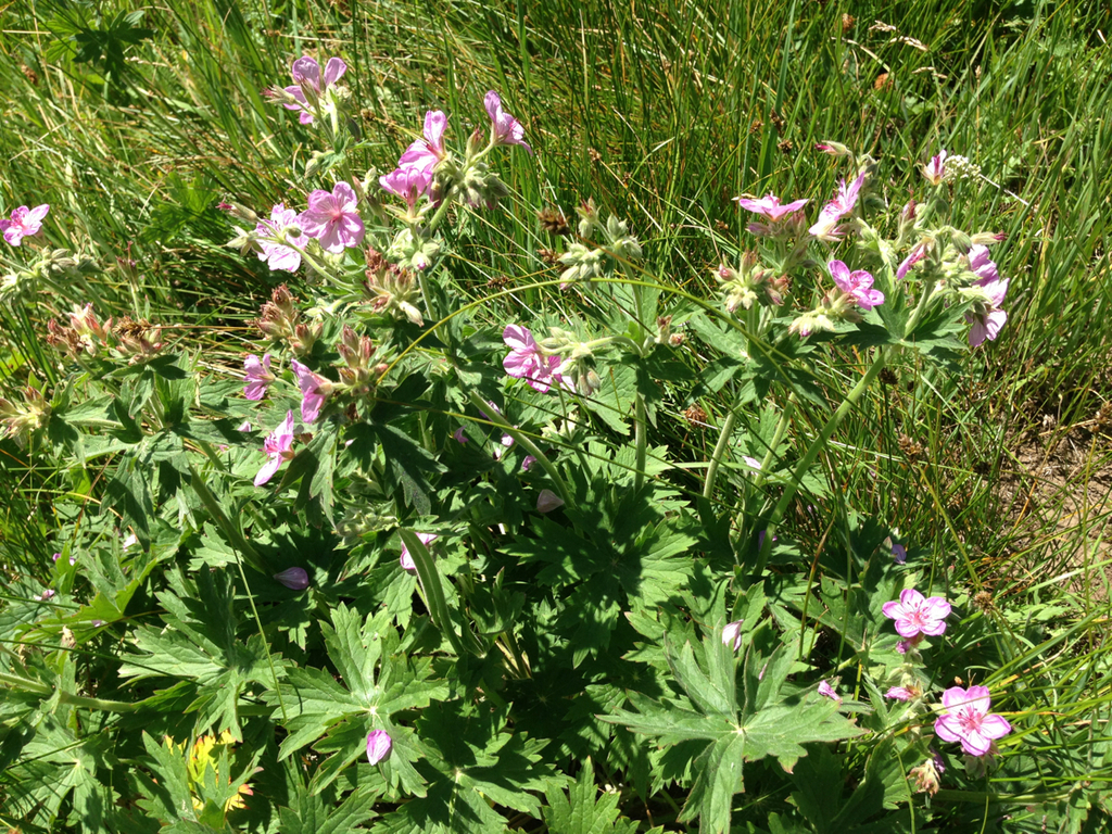 sticky geranium from Fremont County, US-ID, US on July 1, 2013 at 02:02 ...