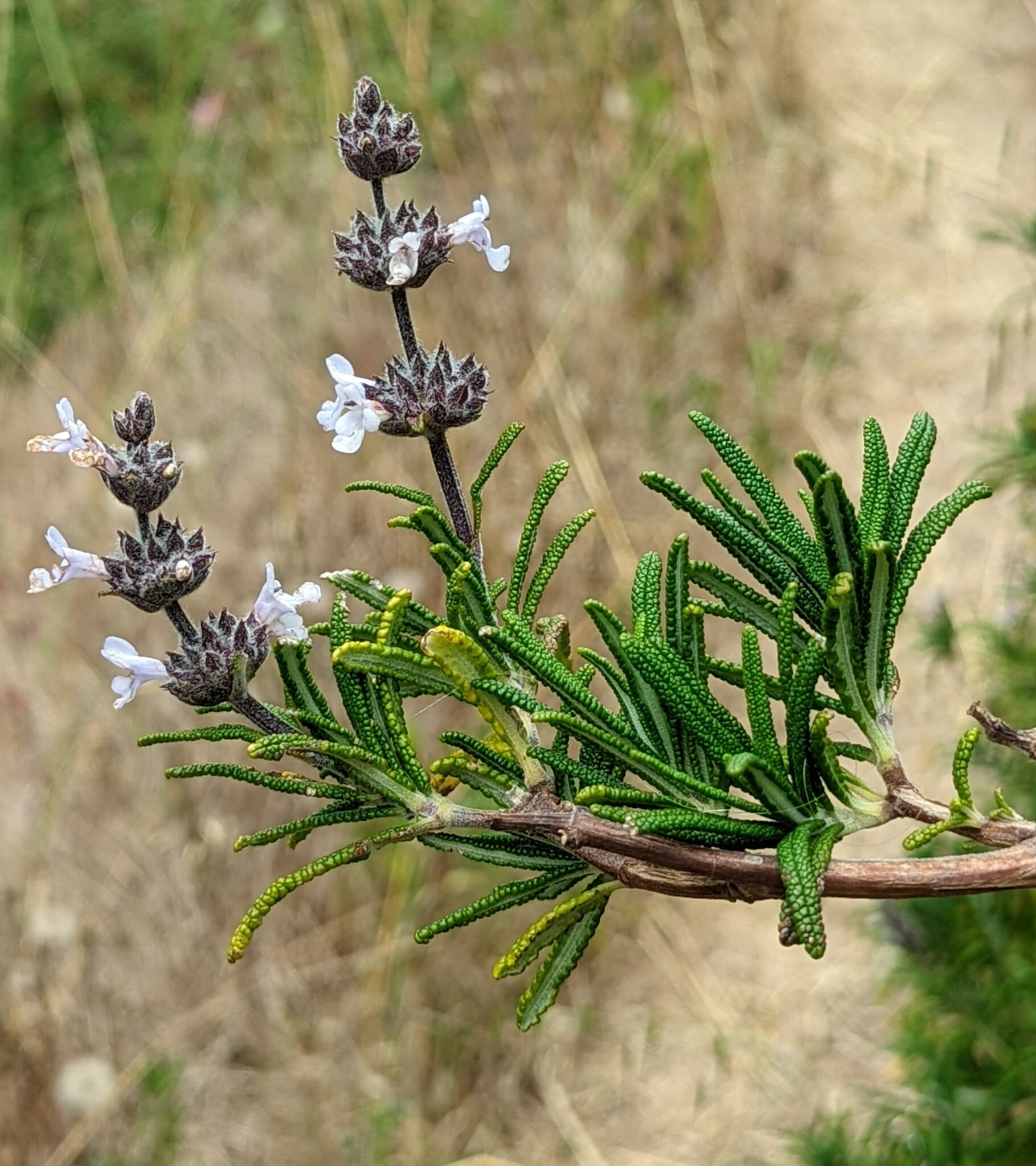Salvia brandegeei
