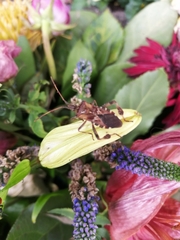 Leptoglossus occidentalis