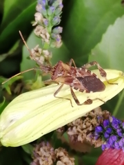 Leptoglossus occidentalis
