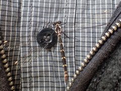 Austroargiolestes calcaris