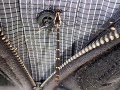 Austroargiolestes calcaris