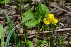 Viola uniflora