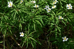 Anemonoides caerulea