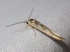 Stathmopoda melanochra