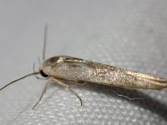 Stathmopoda melanochra