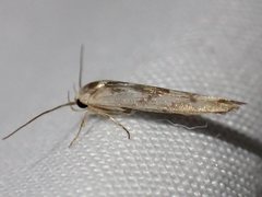 Stathmopoda melanochra