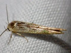 Stathmopoda melanochra