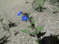 Salvia prunelloides