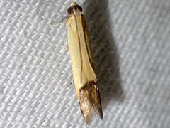 Tachystola stenoptera