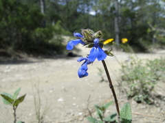 Salvia prunelloides