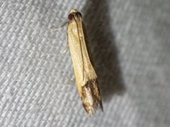 Tachystola stenoptera