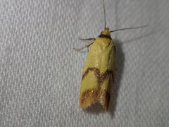 Plectobela ecliptica