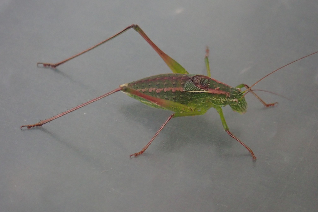 Anisophya hamata