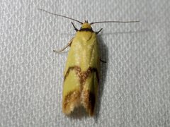 Plectobela ecliptica