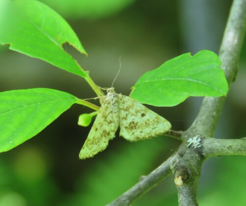 Powder Moth photo 2