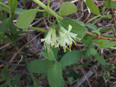 Lonicera caerulea cauriana