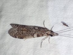 Triplectides similis