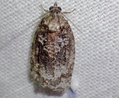 Thrincophora signigerana