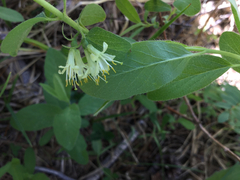 Lonicera caerulea cauriana