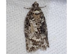 Thrincophora signigerana
