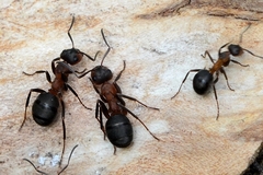 Formica rufa