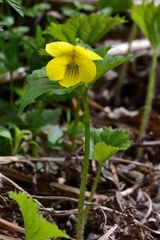 Viola uniflora