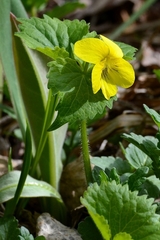 Viola uniflora
