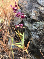 Streptanthus glandulosus hoffmanii