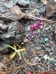 Streptanthus glandulosus hoffmanii