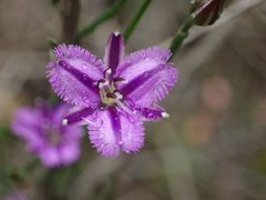 Thysanotus patersonii