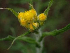 Chrysocephalum semipapposum