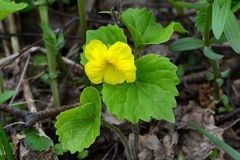 Viola uniflora