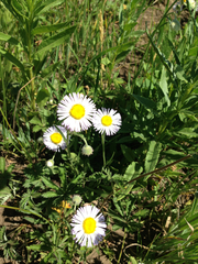 Erigeron glabellus