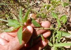 Croton glandulosus septentrionalis