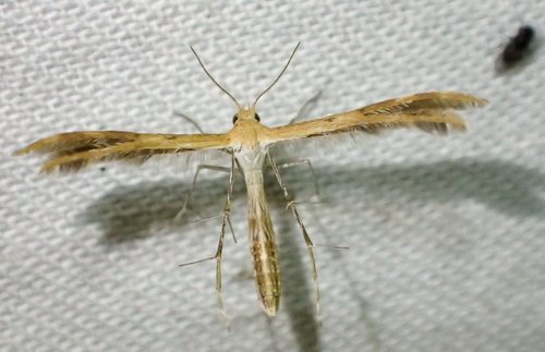 Spiderling Plume Moth