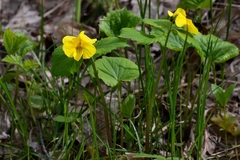 Viola uniflora