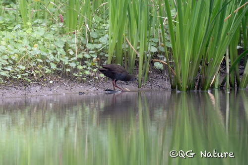 Brown Crake (Zapornia akool), photo 3