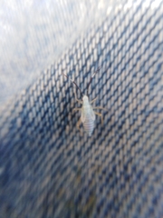 Cyllecoris histrionius