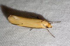 Philobota protecta