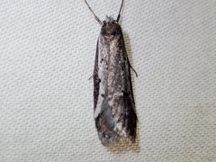 Philobota stella