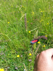 Zygaena purpuralis