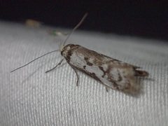 Philobota partitella