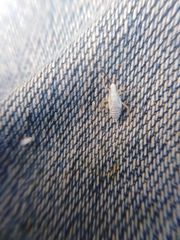 Cyllecoris histrionius